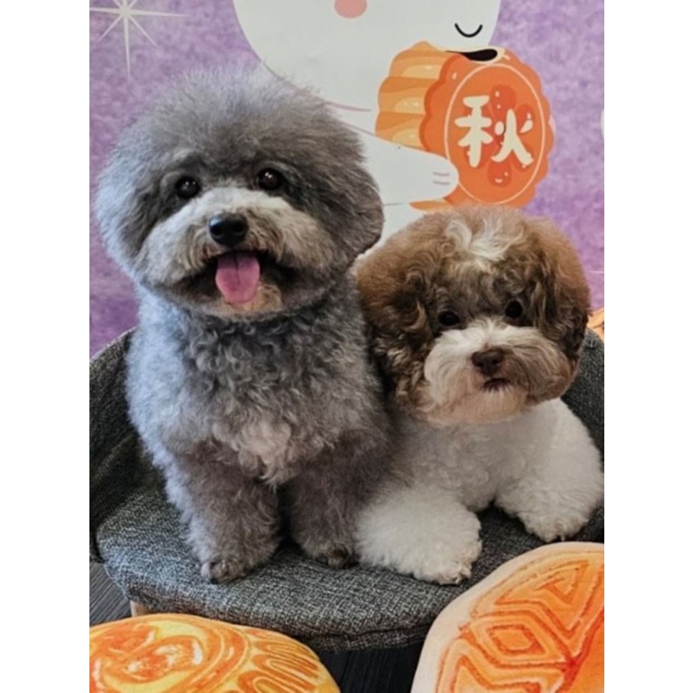 原本家裡的毛孩因為皮膚敏感，經常抓癢抓到皮膚紅腫，看牠一直舔腳真的很心疼。醫生建議可以從腸道免疫力著手，試了這款益生菌後，除了便便變得很漂亮、成形很好之外，最驚喜的是抓癢的頻率明顯減少了！