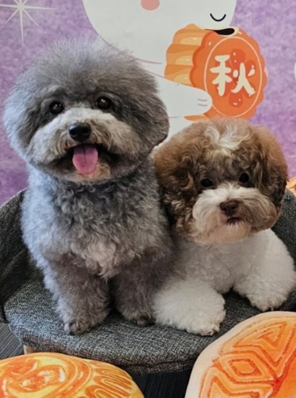 原本家裡的毛孩因為皮膚敏感，經常抓癢抓到皮膚紅腫，看牠一直舔腳真的很心疼。醫生建議可以從腸道免疫力著手，試了這款益生菌後，除了便便變得很漂亮、成形很好之外，最驚喜的是抓癢的頻率明顯減少了！