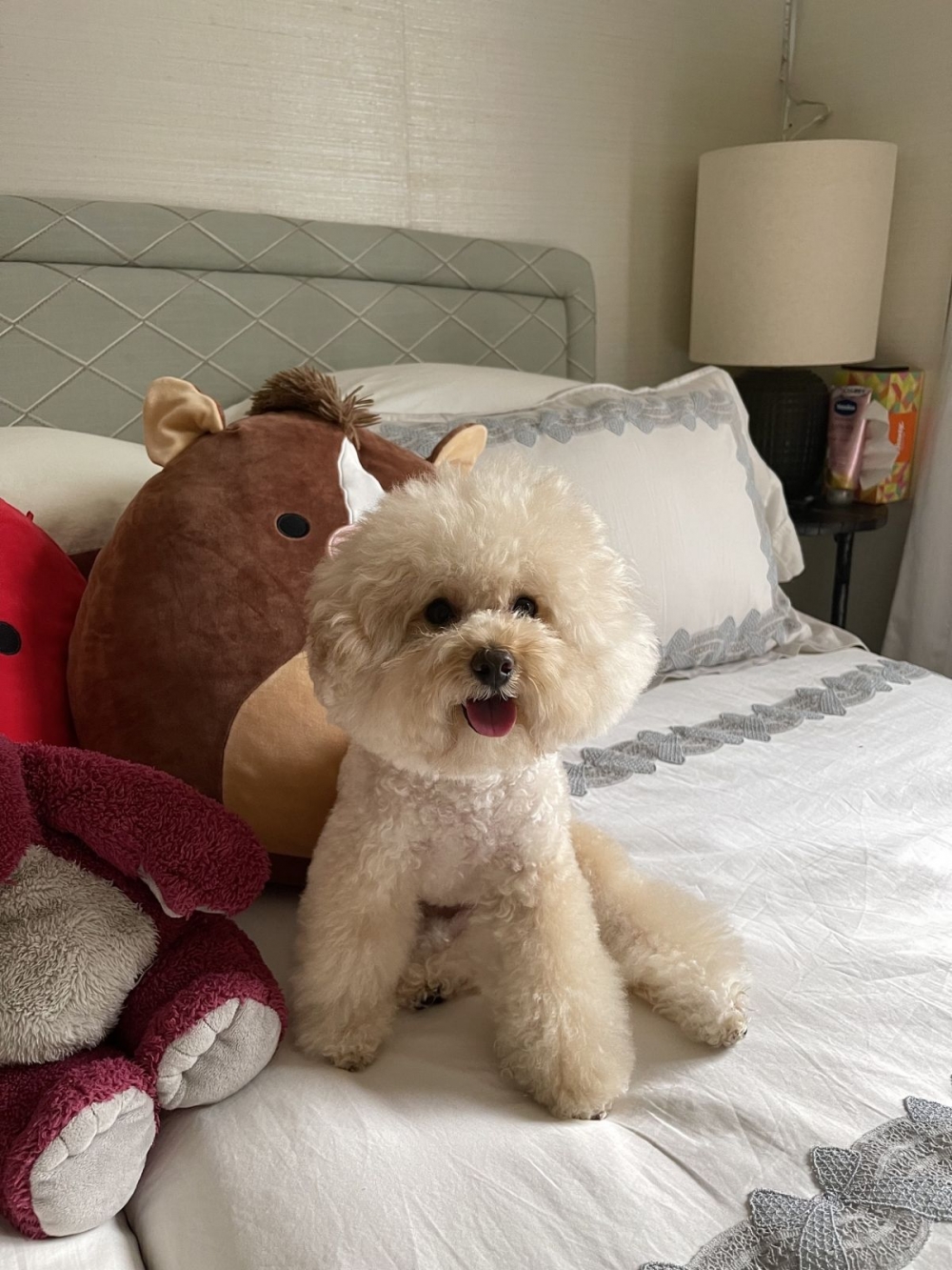 使用產品後排便都很順暢，拿衛生紙擦屁屁也很乾淨，不用再擔心拉肚子或是肚子脹氣的問題，看牠舒服我也開心！