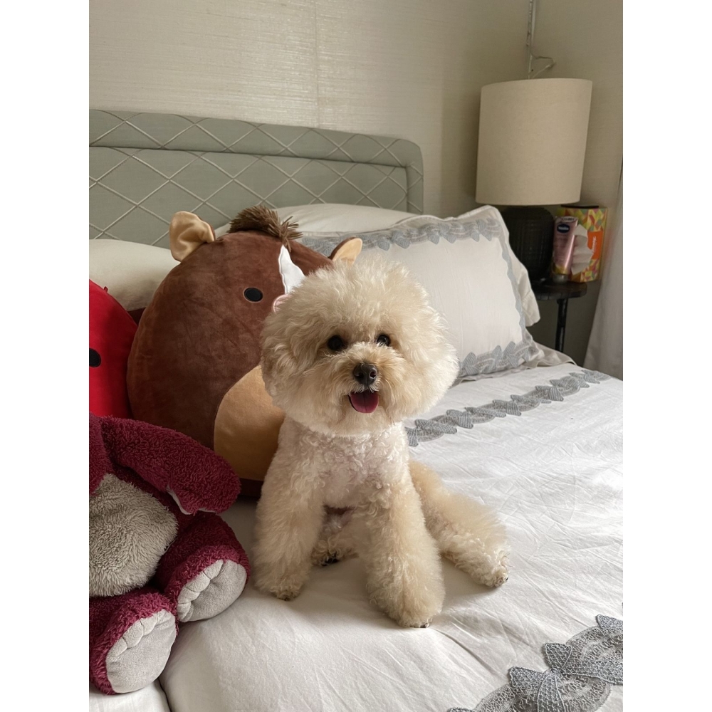 使用產品後排便都很順暢，拿衛生紙擦屁屁也很乾淨，不用再擔心拉肚子或是肚子脹氣的問題，看牠舒服我也開心！