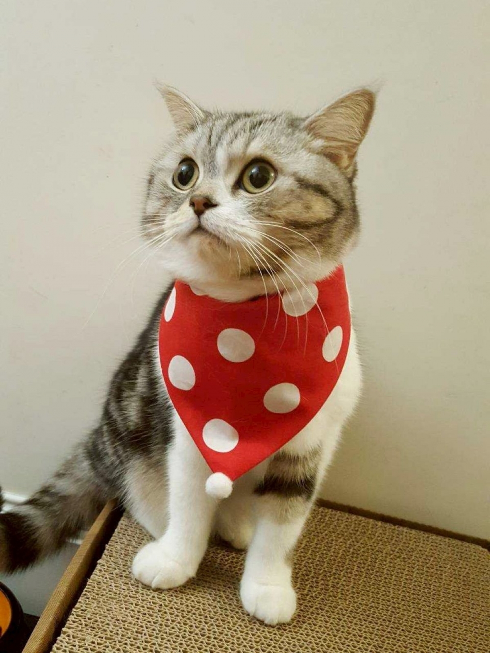 這款益生菌的適口性真的很棒，原本挑食不愛吃粉末，這款有鮪魚味道，願意主動舔食，很省心。