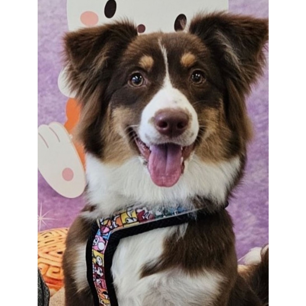 Milo腸胃一直比較敏感，以前常常不是軟便就是便秘，清掃起來真的很崩潰。自從在飼料裡加入這款益生菌後，最明顯的變化就是便便變得非常成型且漂亮！