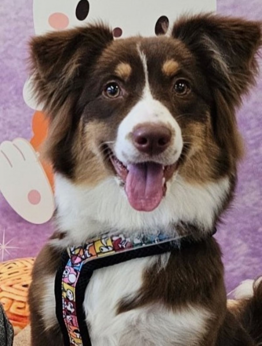 Milo腸胃一直比較敏感，以前常常不是軟便就是便秘，清掃起來真的很崩潰。自從在飼料裡加入這款益生菌後，最明顯的變化就是便便變得非常成型且漂亮！