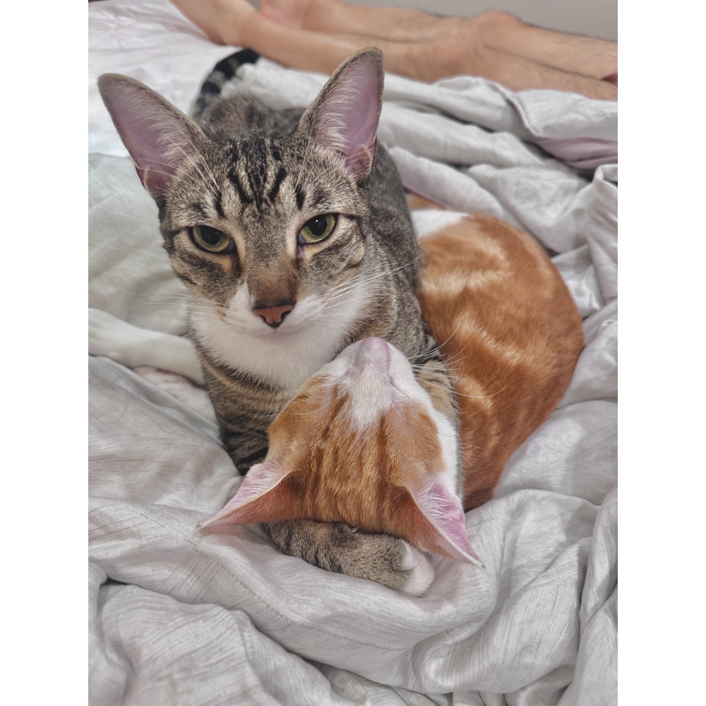 精神狀況明顯變好，比較有活力，也更願意主動玩玩具。原本排便氣味很重，服用汪喵派一段時間後，便便異味明顯改善，消化狀況也較穩定。