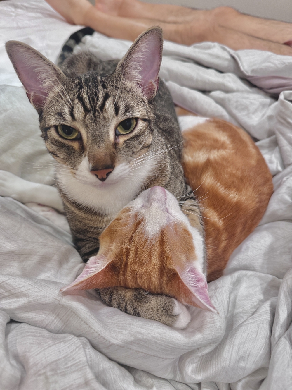 精神狀況明顯變好，比較有活力，也更願意主動玩玩具。原本排便氣味很重，服用汪喵派一段時間後，便便異味明顯改善，消化狀況也較穩定。