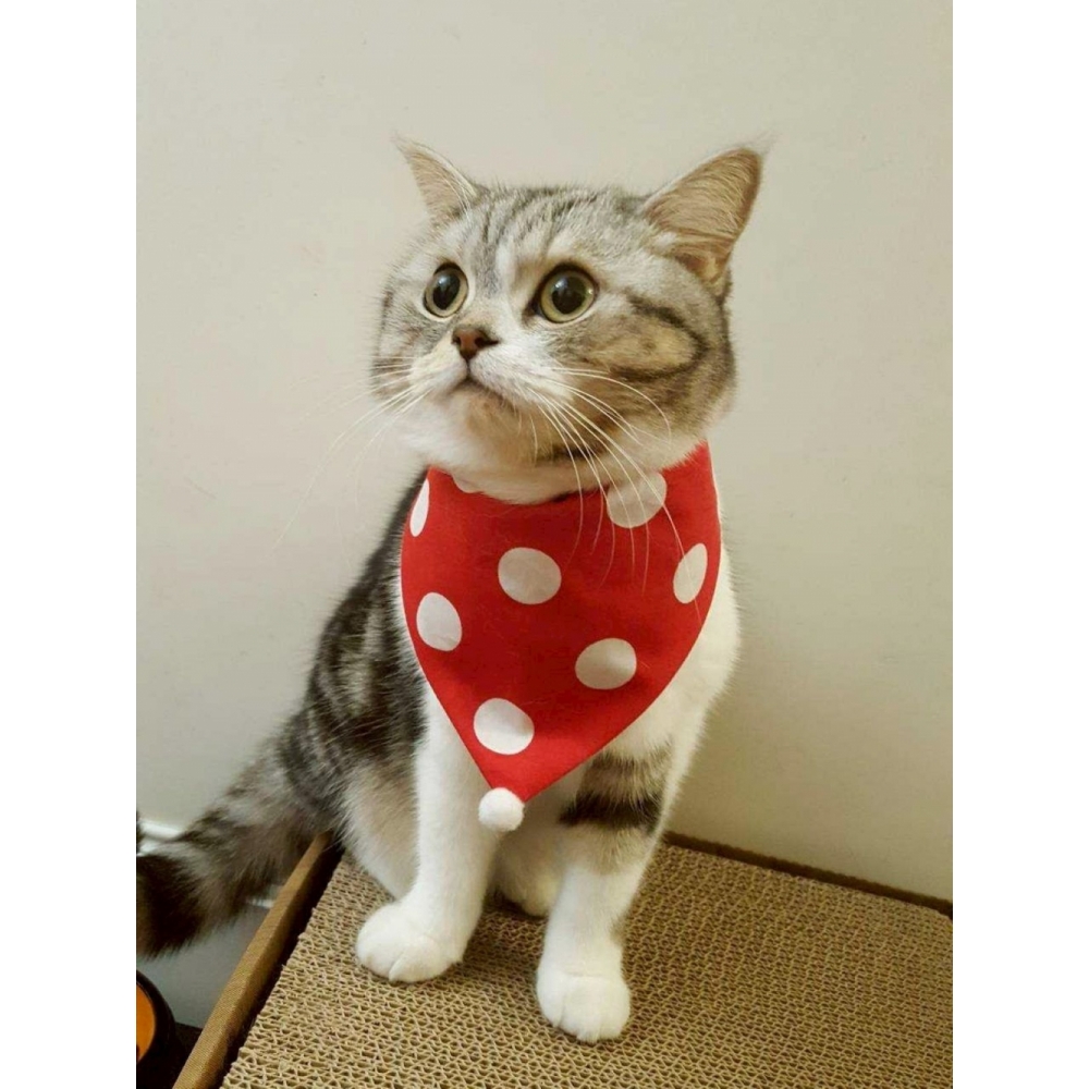 這款益生菌的適口性真的很棒，原本挑食不愛吃粉末，這款有鮪魚味道，願意主動舔食，很省心。