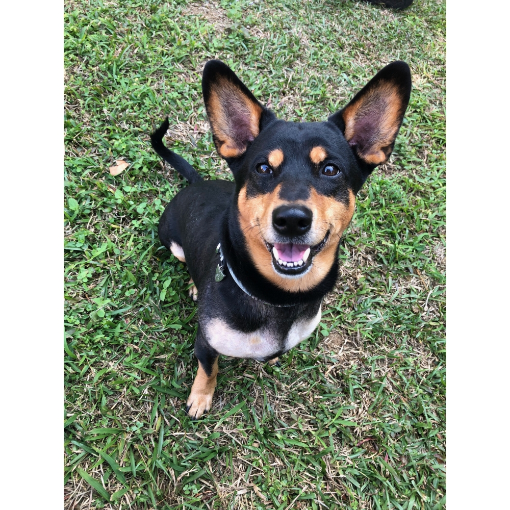 使用汪喵派益生菌後皮膚不再動不動就發紅，看牠終於能睡個安穩覺，不再一直起身抓癢，推薦給敏感毛孩使用！