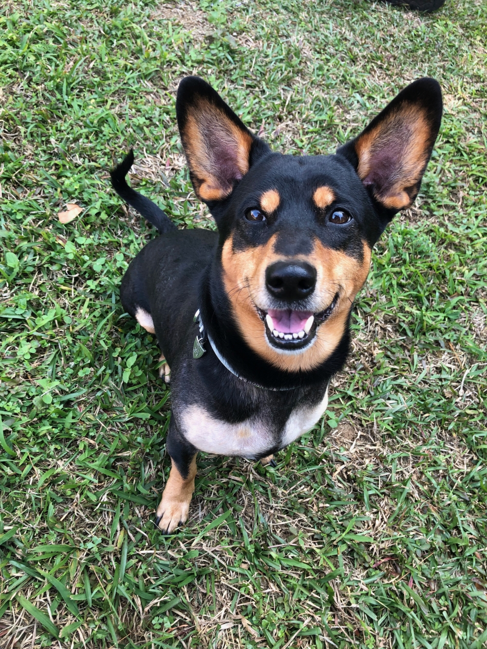 使用汪喵派益生菌後皮膚不再動不動就發紅，看牠終於能睡個安穩覺，不再一直起身抓癢，推薦給敏感毛孩使用！