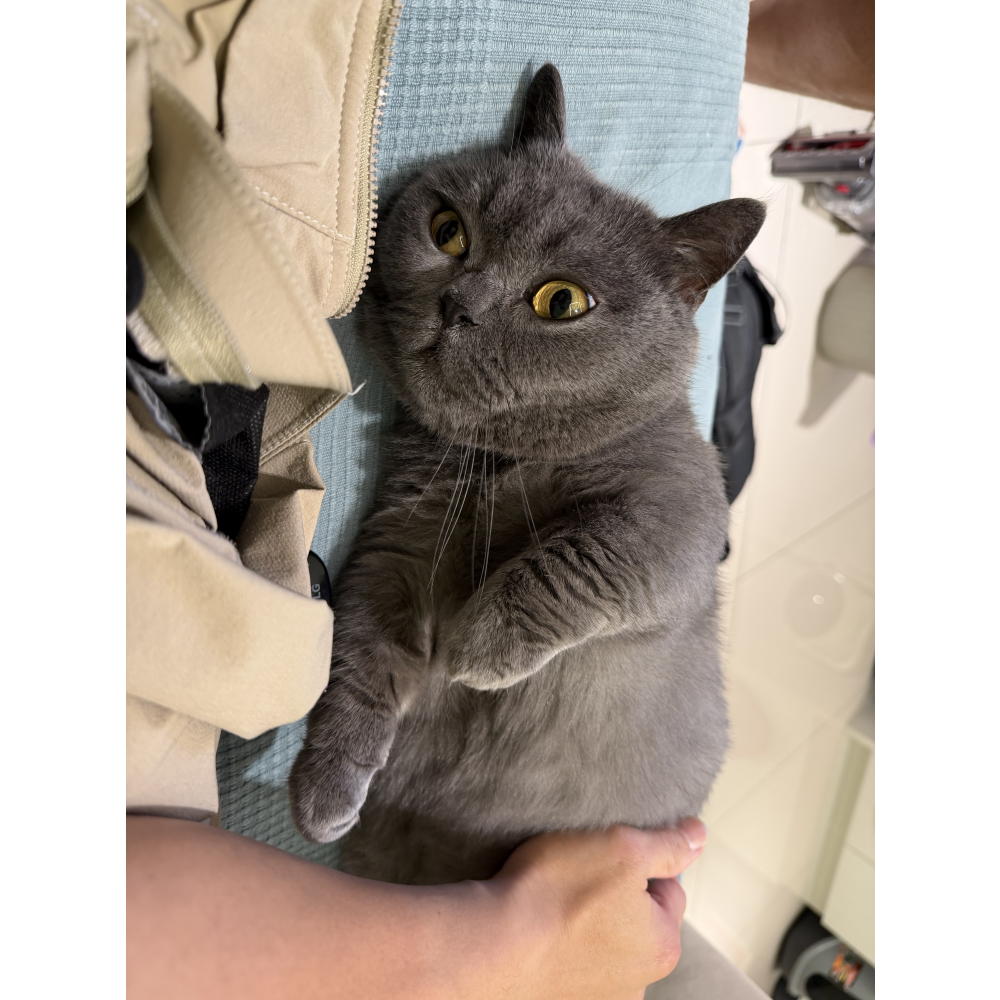 原本皮膚比較乾燥，梳頭時常會看到皮屑。服用一陣子後，腸胃吸收變好，連帶皮膚狀況也變穩定了，皮屑問題改善很多，毛摸起來變得柔順有光澤。