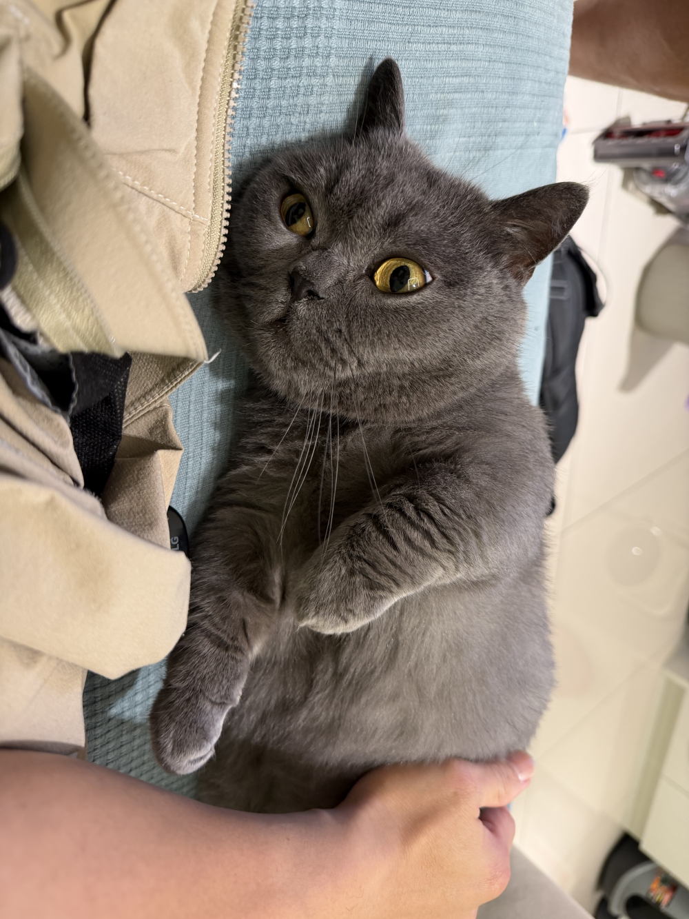 原本皮膚比較乾燥，梳頭時常會看到皮屑。服用一陣子後，腸胃吸收變好，連帶皮膚狀況也變穩定了，皮屑問題改善很多，毛摸起來變得柔順有光澤。