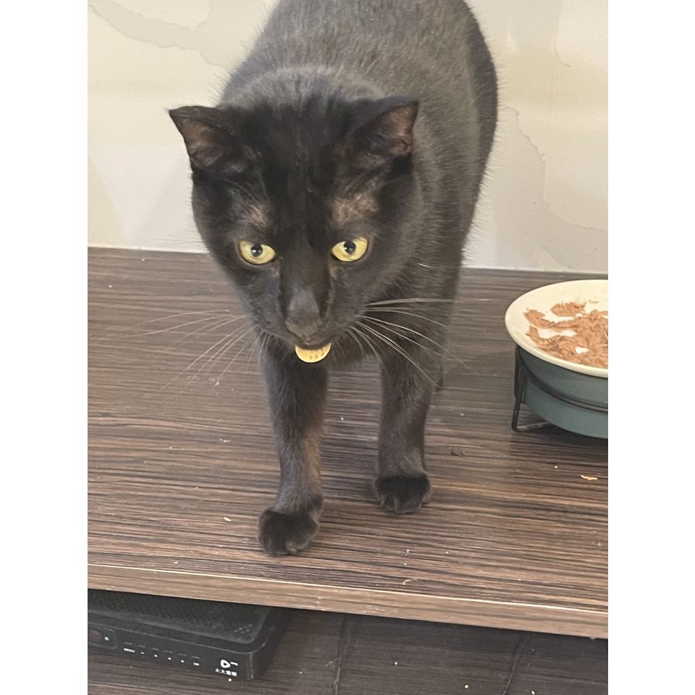 原本很挑食，汪喵派益生菌意外很合胃口，粉末混在罐頭裡全部吃光！非常推薦給有挑嘴毛孩的家長！