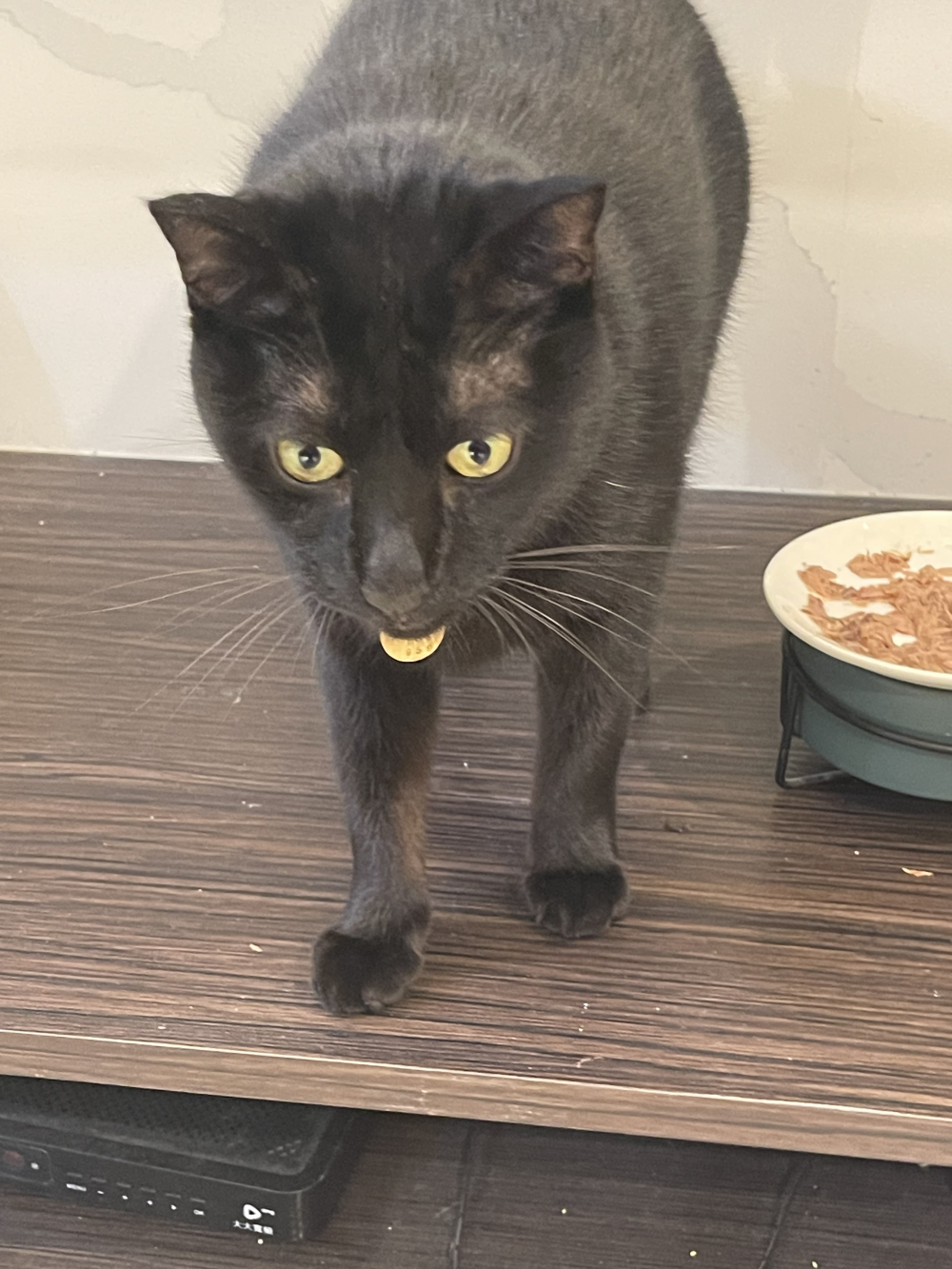 原本很挑食，汪喵派益生菌意外很合胃口，粉末混在罐頭裡全部吃光！非常推薦給有挑嘴毛孩的家長！